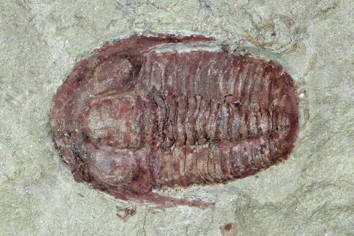 Red, Ordovician Trilobite (Euloma) - Zagora, Morocco #105792